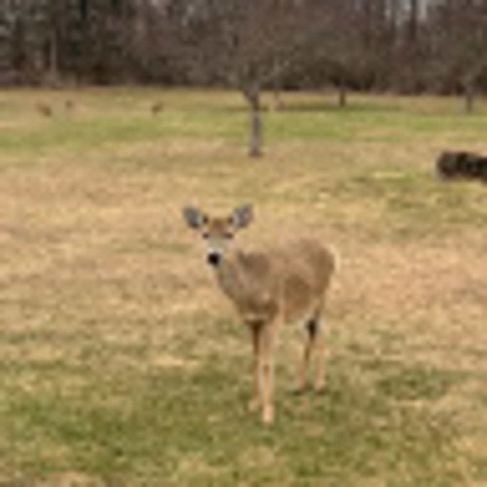 Meet your Posher, Josie